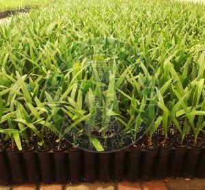 Medjool Tissue Culture Date Palm Plant