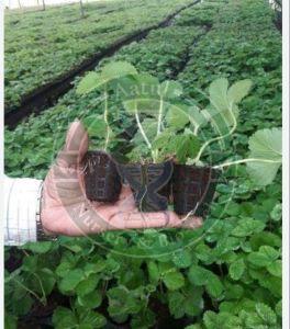 Tissue Culture Strawberry Plant
