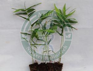 Tissue Culture Bamboo Plant