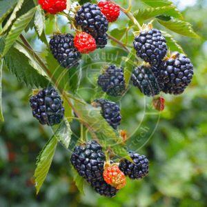 Tissue Culture Blackberry Plant