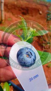 Tissue Culture Blueberry Plant