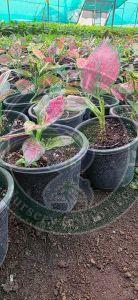 Tissue Culture Flowering Ornamental Plant