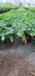 Tissue Culture G9 Banana Plant