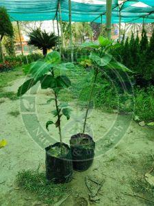 Tissue Culture Mulberry Plant