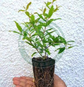 Tissue Culture Pomegranate Plant