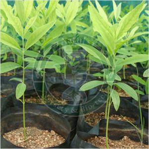 Tissue Culture Sandalwood Plant