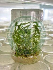 Tissue Culture Bamboo Plant