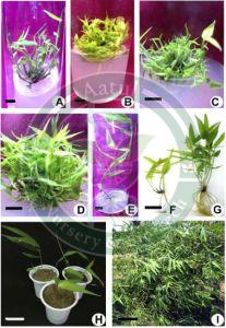Tissue Culture Bamboo Plant