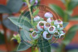 Tissue Culture Blueberry Plant