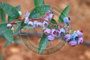 Tissue Culture Blueberry Plant