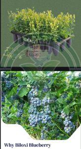Tissue Culture Blueberry Plant