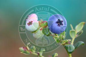 Tissue Culture Blueberry Plant