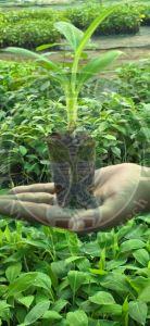 Tissue Culture G9 Banana Plant