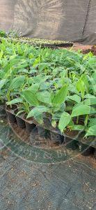 Tissue Culture G9 Banana Plant