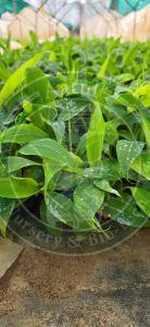 Tissue Culture G9 Banana Plant