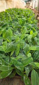 Tissue Culture G9 Banana Plant