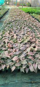 Decorative Palm Ornamental Plant