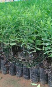 Tissue Culture Sandalwood Plant