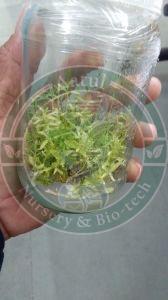 Tissue Culture Sandalwood Plant