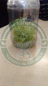 Tissue Culture Sandalwood Plant
