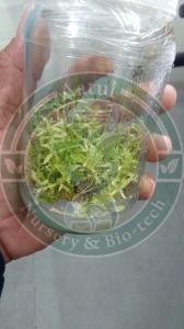 Tissue Culture Sandalwood Plant