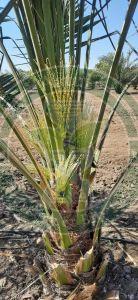 Ajwa Tissue Culture Date Palm Plant