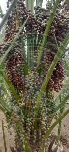 Ajwa Tissue Culture Date Palm Plant