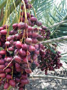 Ajwa Tissue Culture Date Palm Plant