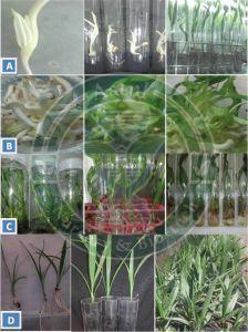 Barhee Tissue Culture Date Palm Plant