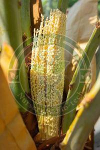 Barhee Tissue Culture Date Palm Plant