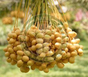 Barhee Tissue Culture Date Palm Plant