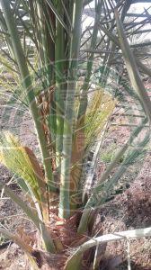 Medjool Tissue Culture Date Palm Plant