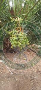 Medjool Tissue Culture Date Palm Plant