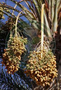 Medjool Tissue Culture Date Palm Plant