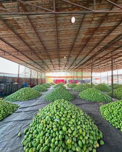 Fresh Mango