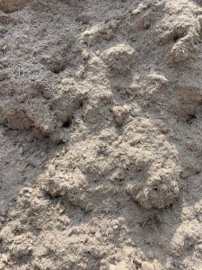 Agro Sugarcane Bagasse