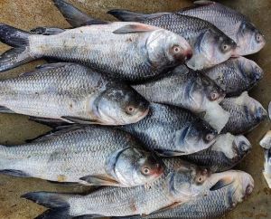 Catla Fish