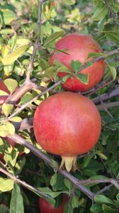 Pomegranate