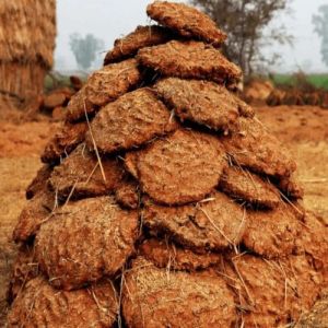 Cow Dung Cake