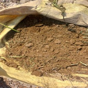 Dry Cow Dung Powder