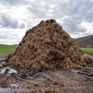 Wet Cow Dung