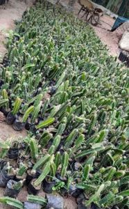 Dragon Fruit Plant