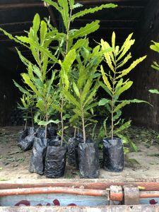 Macadamia Plant