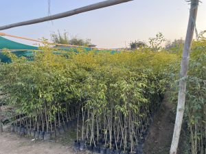 Agarwood Plant