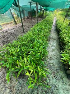 Macadamia Plant