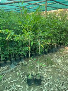 Agarwood Plant