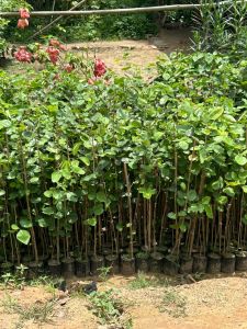 Red Sandalwood Plant