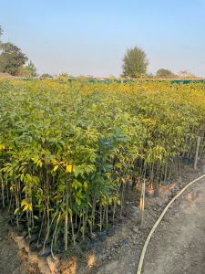 Agarwood Plant