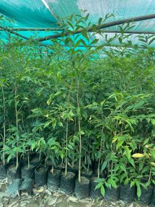 Agarwood Plant