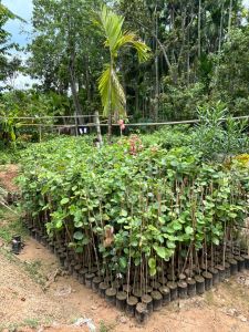 Red Sandalwood Plant